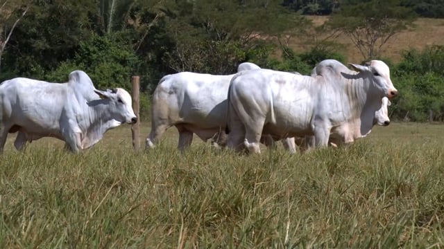 Lote 72