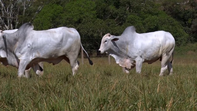 Lote 68