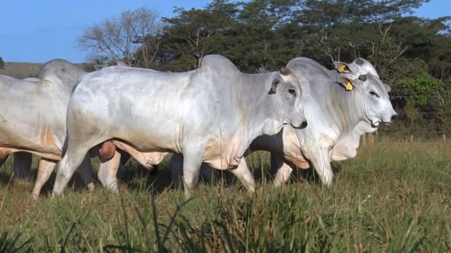 Lote 78