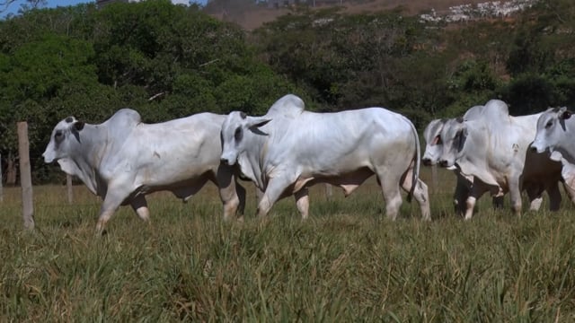 Lote 80