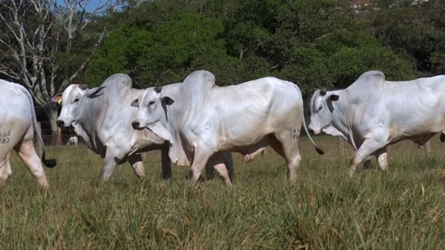 Lote 81