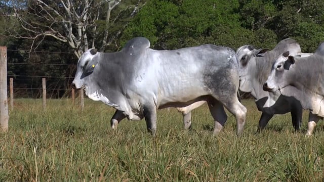 Lote 83