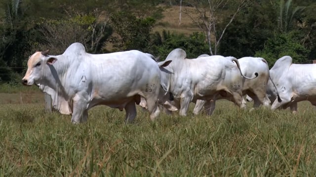 Lote 84