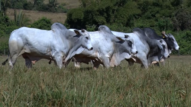 Lote 89