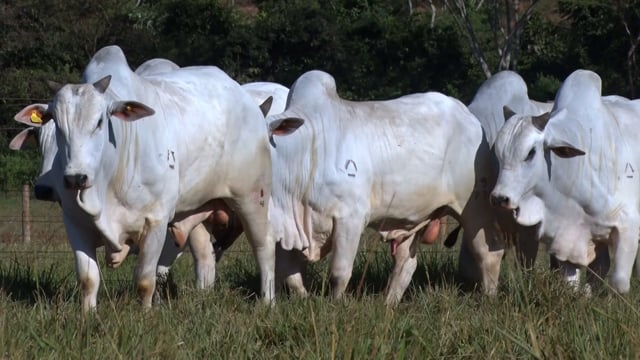 Lote 92
