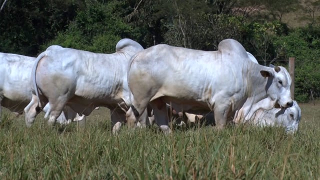 Lote 96