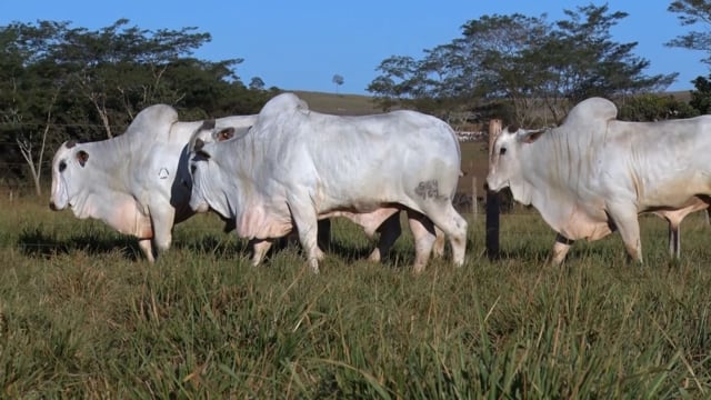 Lote 118