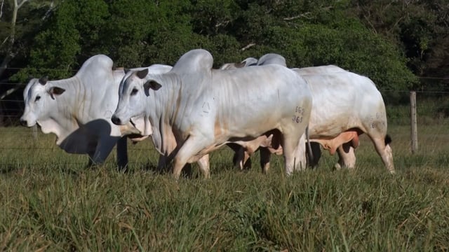 Lote 119