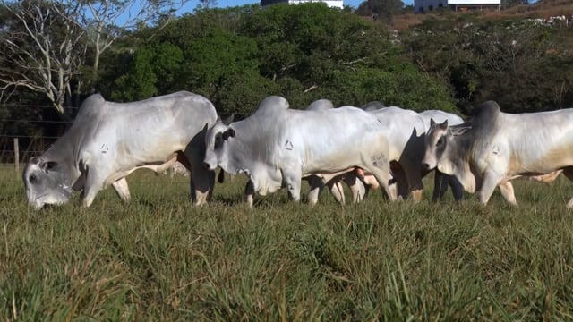 Lote 120