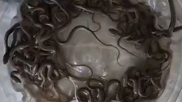 उत्तराखंड- हरिद्वार में एक घर की पानी की टंकी से 27 सांप निकलने से हड़कंप मच गया। घर में पानी की सप्लाई और टोंटियों में समस्या आने पर जब लोगों ने जांच की, तब टंकी के अंदर बड़ी संख्या में सांप मौजूद होने का पता चला।

सूचना मिलने पर वन विभाग की टीम मौके पर पहुंची और सभी सांपों का सुरक्षित रेस्क्यू किया। घटना का वीडियो सोशल मीडिया पर तेजी से वायरल हो रहा है।