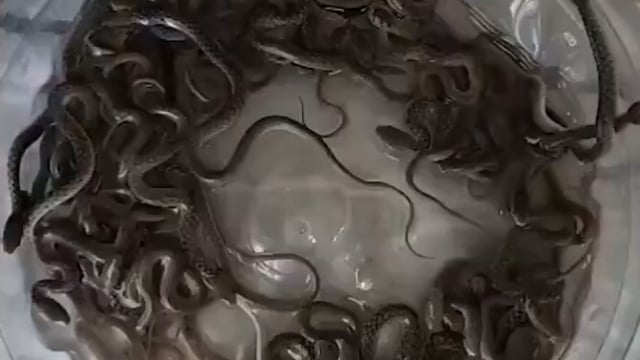 ▶️......उत्तराखंड- हरिद्वार में एक घर की पानी की टंकी से 27 सांप निकलने से हड़कंप मच गया। घर में पानी की सप्लाई और टोंटियों में समस्या आने पर जब लोगों ने जांच की, तब टंकी के अंदर बड़ी संख्या में सांप मौजूद होने का पता चला।
सूचना मिलने पर वन विभाग की टीम मौके पर पहुंची और सभी सांपों का सुरक्षित रेस्क्यू किया। घटना का वीडियो सोशल मीडिया पर तेजी से वायरल हो रहा है।