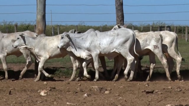 Lote 11