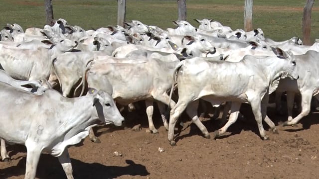 Lote 07