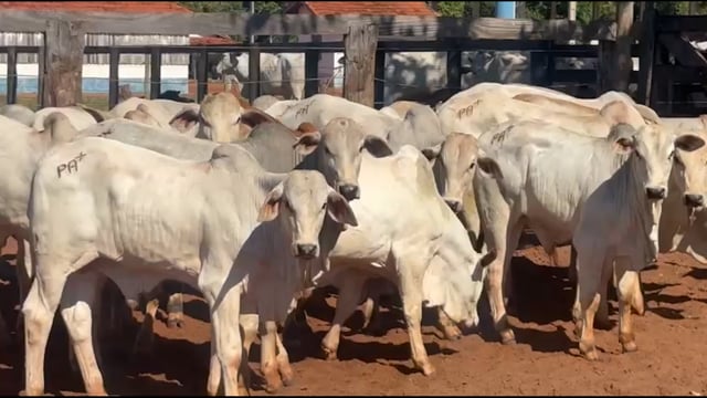 Lote 08A