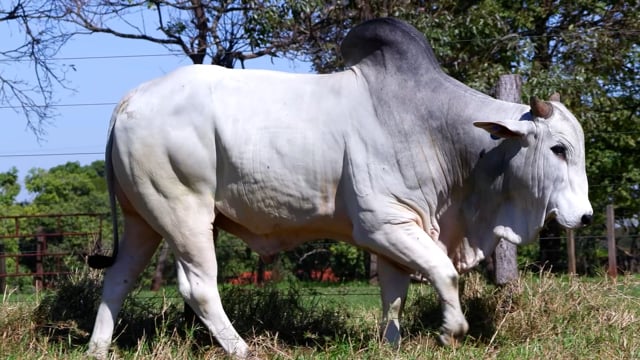 Lote 02