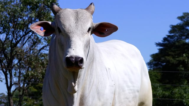 Lote 01