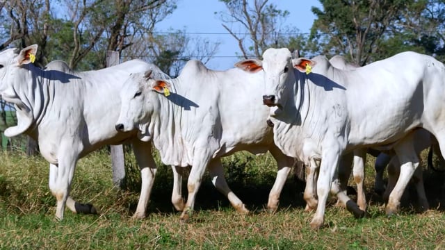 Lote 25