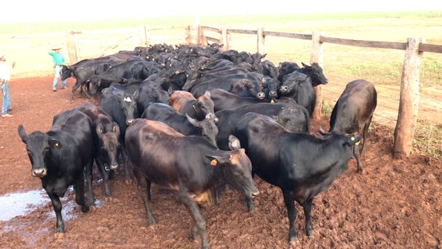 Lote 01T