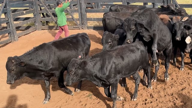 Lote R03