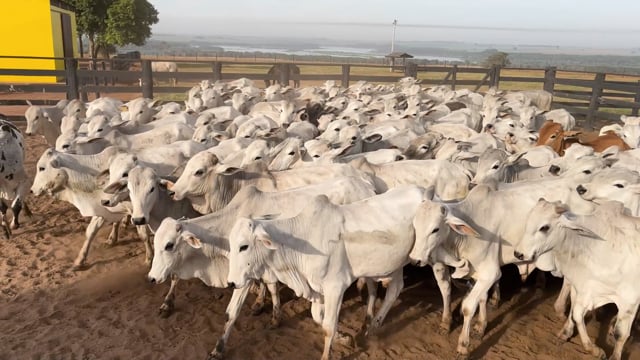 Lote R01