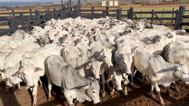 Lote R02