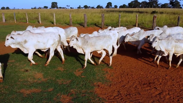 Lote 16