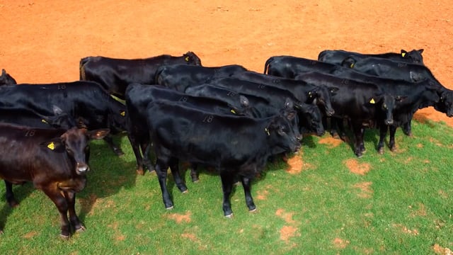 Lote 18