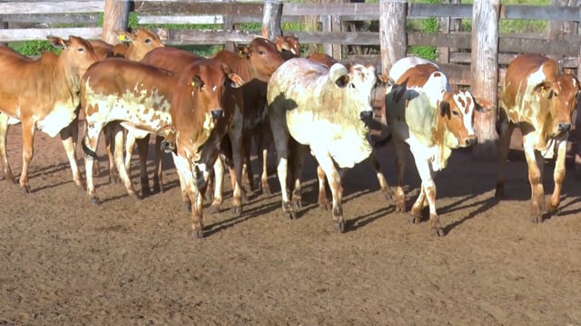 Lote 17