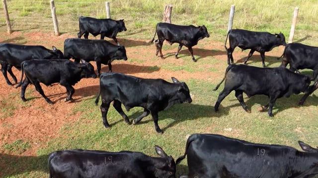 Lote 19