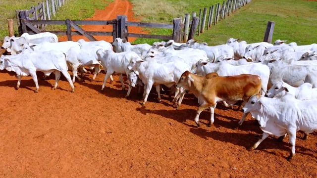Lote 20