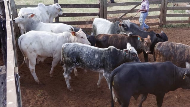 Lote 02A