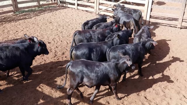 Lote 04A