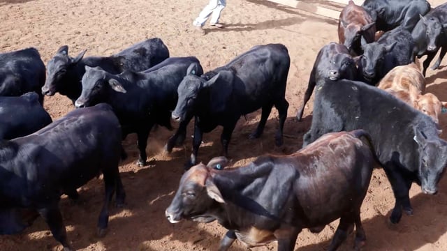 Lote 05A