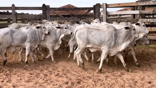 Lote 04C