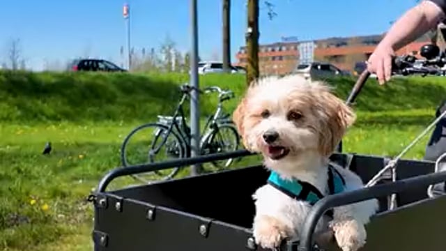 Fietsradam — Wat past er in een bakfiets?