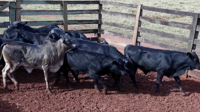 Lote 08C