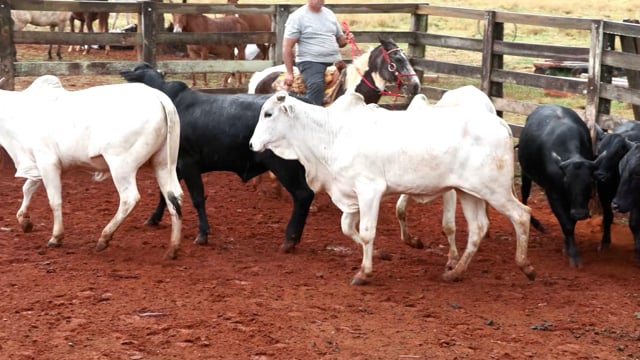 Lote 06