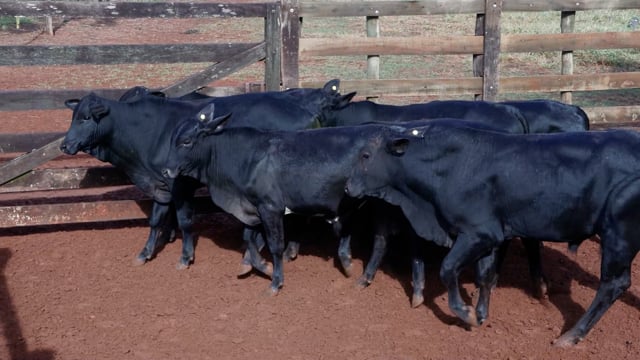 Lote 07A