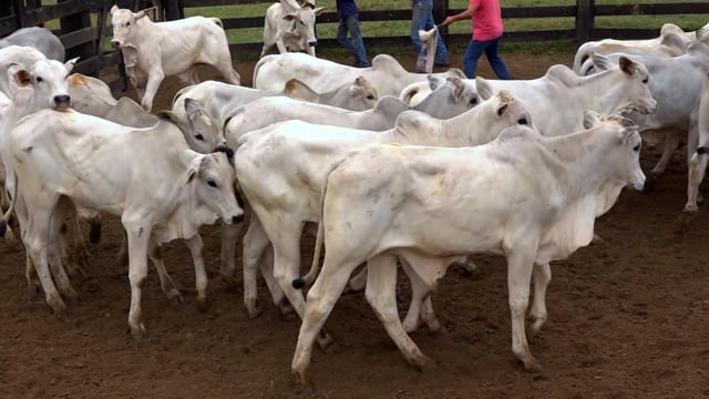 Lote 32