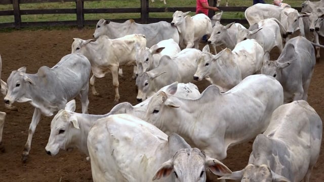 Lote 33