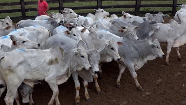 Lote 35