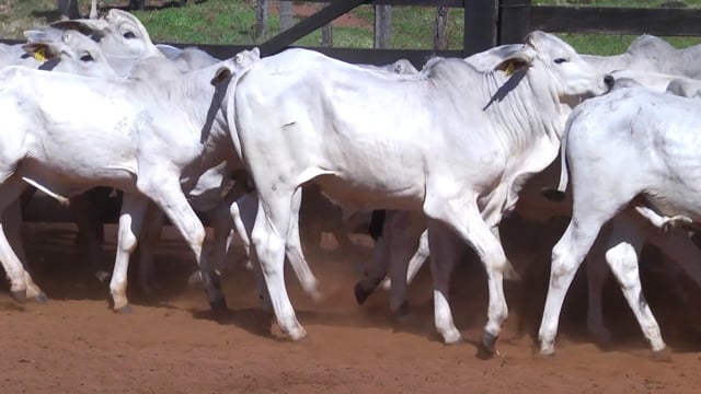 Lote 41
