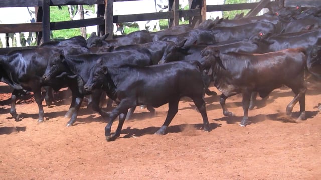 Lote 42