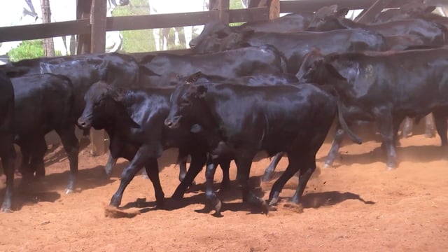 Lote 43