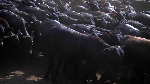 Lote 44