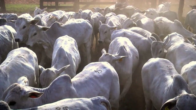 Lote 45