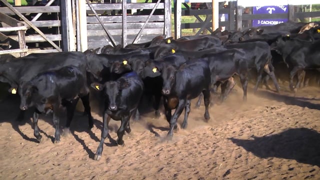 Lote 46