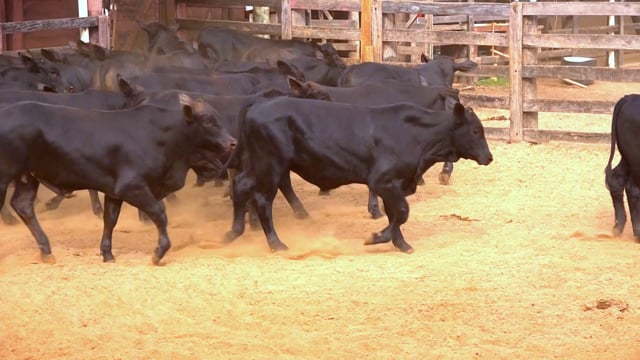 Lote 64