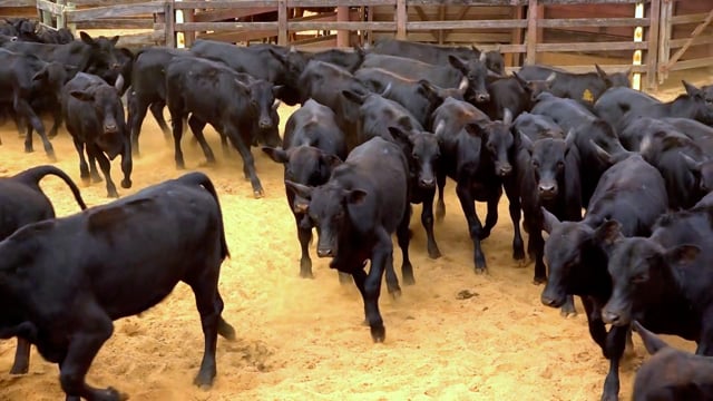 Lote 65