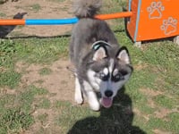 Amaya